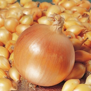 Лук-севок Геркулес F1 10-21мм желтый 0,5кг