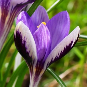 Луковица НВМ Крокус Спринг Бьюти 5/7 сиреневый 15шт