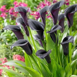 Корневище Калла Одесса, 1шт/уп