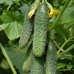 Семена огурец Кураж F1 Авторские 1+1 20шт Гавриш