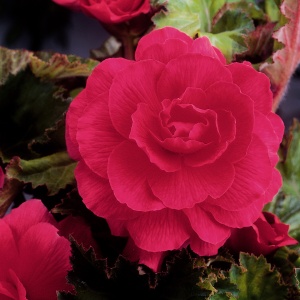 Клубень НВМ Бегония Дабл Пинк 2 шт/уп