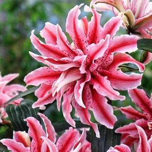 Луковица НВМ Лилия Мэджик Стар 12/14 1шт/уп