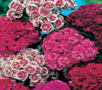 Семена цветов гвоздика Турецкая махровая смесь окрасок 0,2г Агроуспех