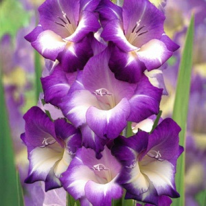 Луковица НВМ Гладиолус Кингс Линн 10/12 5шт