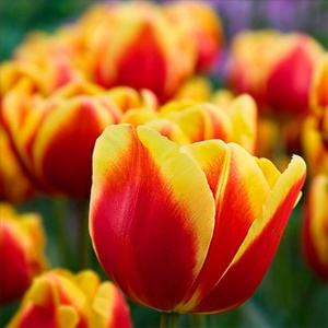 Луковица НВМ Тюльпан Денмарк 10/11 красный 5шт