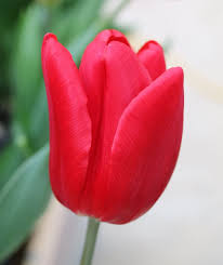 Луковица НВМ Тюльпан Руби Принц 11/12 красный 5шт
