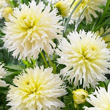 Клубень Георгина Айс Кристал, 1шт/уп