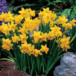 Луковица НВМ Нарцисс Тет а Тет 8/10 желтый 5шт