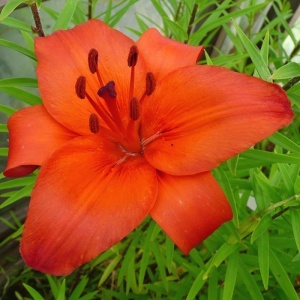 Луковица НВМ Лилия Азиатская Гран Парадис 10/12 2шт