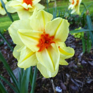 Луковица НВМ Нарцисс Дабл Фэшн 10/12 желтый 5шт