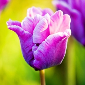 Луковица НВМ Тюльпан Блю Пэррот 10/11 фиолетовый 5шт