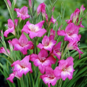 Луковица НВМ Гладиолус Мини Шарм 9/+ 5шт