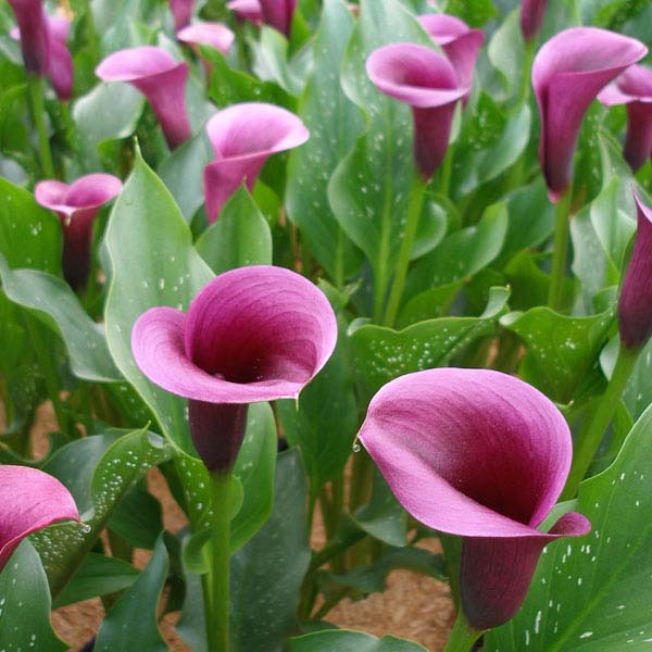 Клубень НВМ Калла Пинк 12/14 1шт