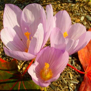 Луковица НВМ Крокус Зонатус 8/9 розовый 10шт