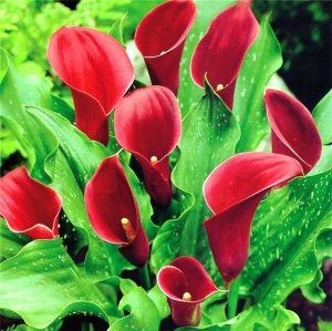 Клубень НВМ Калла Рэд 12/14 1шт