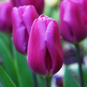 Луковица НВМ Тюльпан Перпл Принц 10/11 сиреневый 5шт