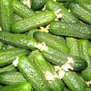 Семена огурец Углич корнишон F1 Авторские 10шт Гавриш