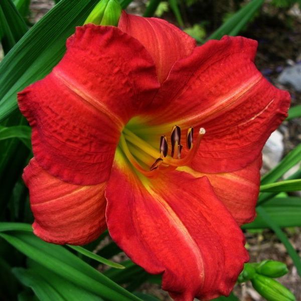 Корневище НВМ Лилейник Рэд (II) 1шт