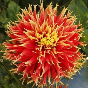 Клубень Георгина Шоу н Телл, 1шт/уп