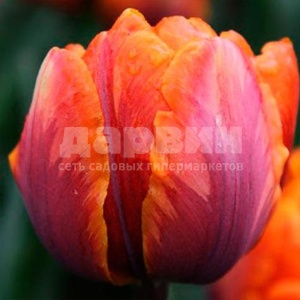 Луковица тюльпан Оранже Принсесс 11/12, 5 шт/уп