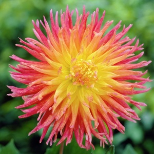 Клубень НВМ Георгина Бахромчатая Фринджед Стар (II) 1шт