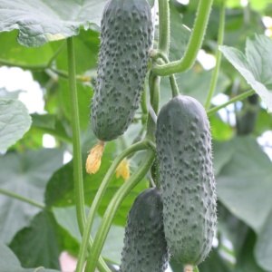 Семена огурец Динамит F1 Авторские 10шт Гавриш