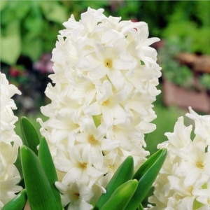 Луковица НВМ Гиацинт Лувр 15/16 белый 3шт