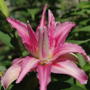 Луковица НВМ Лилия Дабл Девид / Дабл Плюсор 12/14 1шт/уп