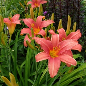 Корневище НВМ Лилейник Пинк (II) 1шт