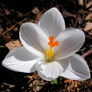 Луковица НВМ Крокус Вайт 6/7 белый 10шт