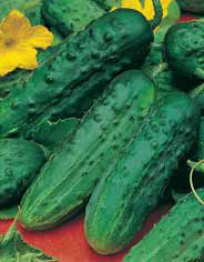 Семена огурец Журавленок ранний F1 0,3г Агроуспех