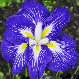 Корневище Ирис Энсанта Густо, 1 шт/уп