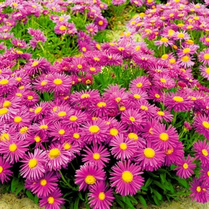 Корневище НВМ Астра Нови-Белгии Дарк Пинк (I) 1шт