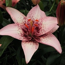 Луковица НВМ Лилия Азиатская Пинк Пиксэлс 10/12 2шт