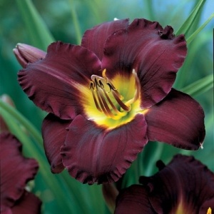 Корневище НВМ Лилейник Бела Лугоси (I) 1шт