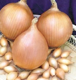 Лук-севок Стурон 10-21мм желтый Россия 0,5кг