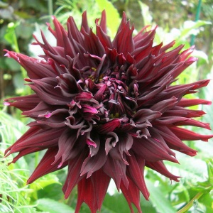 Клубень НВМ Георгина Бахромчатая Кенора Макоп Б (II) 1шт