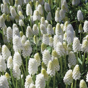 Луковица НВМ Мускари Алба 5/+ белый 8шт