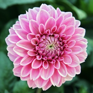 Клубень НВМ Георгина Сандра 1шт