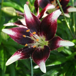 Луковица НВМ Лилия Азиатская Перпл Харт 10/12 2шт