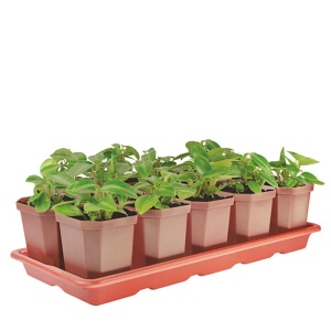 Набор для рассады АЛЬТЕРНАТИВА пластик поддон 41х17х9см + горшок V-0,3л 10шт