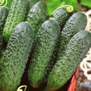 Семена огурец Дядя Федор F1 Авторские 10шт Гавриш