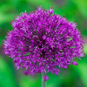 Луковица НВМ Лук дек Перпл Сенсейшион 10/12 3шт