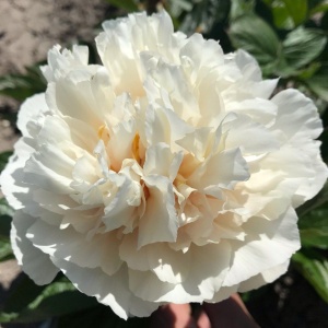 Корневище НВМ Пион Вайт 1/2 1шт