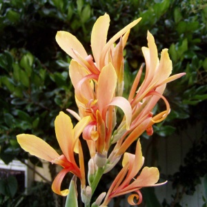 Корневище Канна Штутгарт, 1шт/уп.