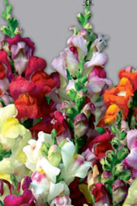 Семена цветов львиный зев Магический букет 0,2г Агроуспех