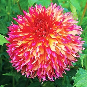 Клубень НВМ Георгина Бахромчатая Мертис Фолли 1шт