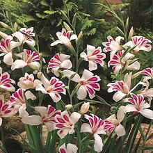 Луковица НВМ Гладиолус Мини Принц Клаус 9/+ 5шт