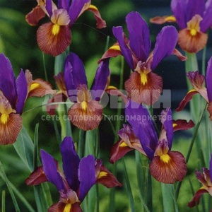 Луковица Датч Ирис Бронз Пёрпл 10шт/уп, 7/8