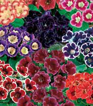 Семена цветов глоксиния F1 5шт Агроуспех